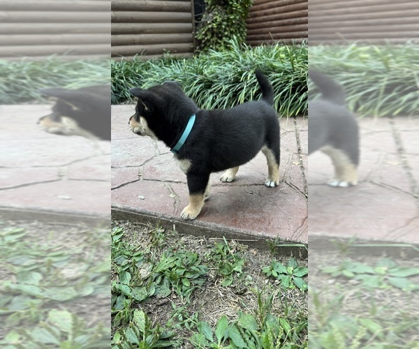 Medium Photo #19 Shiba Inu Puppy For Sale in NEW ATHENS, IL, USA