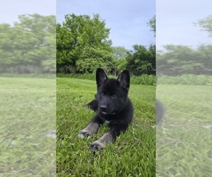 German Shepherd Dog-Siberian Husky Mix Puppy for sale in FORT PLAIN, NY, USA