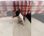 Small Photo #1 French Bulldog Puppy For Sale in COFFEYVILLE, KS, USA