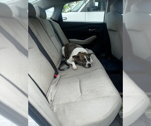 American Pit Bull Terrier Dogs for adoption in Derwood, MD, USA