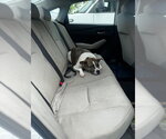 Small American Pit Bull Terrier