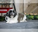 Small Photo #9 Shih Tzu Puppy For Sale in GREENWICH, OH, USA