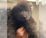 Puppy 6 Great Pyrenees-Newfoundland Mix