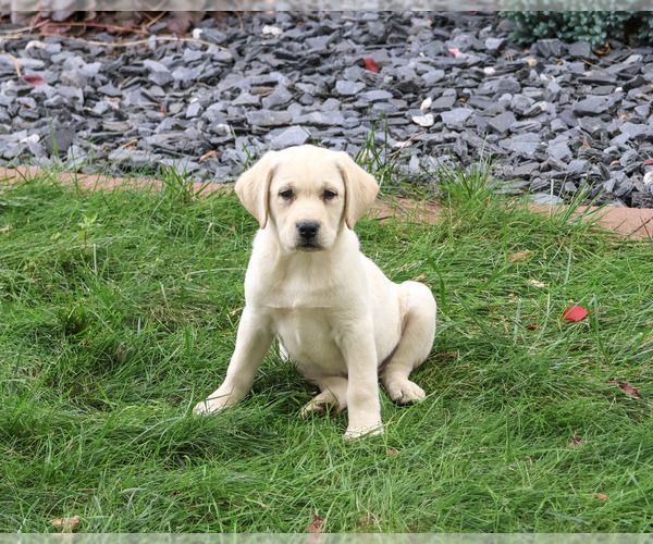 Medium Photo #4 Labrador Retriever Puppy For Sale in SYRACUSE, IN, USA