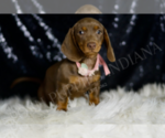 Small #3 Dachshund