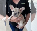Small Photo #14 French Bulldog Puppy For Sale in BATTLE CREEK, MI, USA