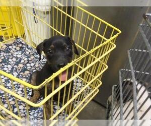 Mutt Dogs for adoption in Tulsa, OK, USA