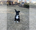 Small #15 Boston Terrier Mix
