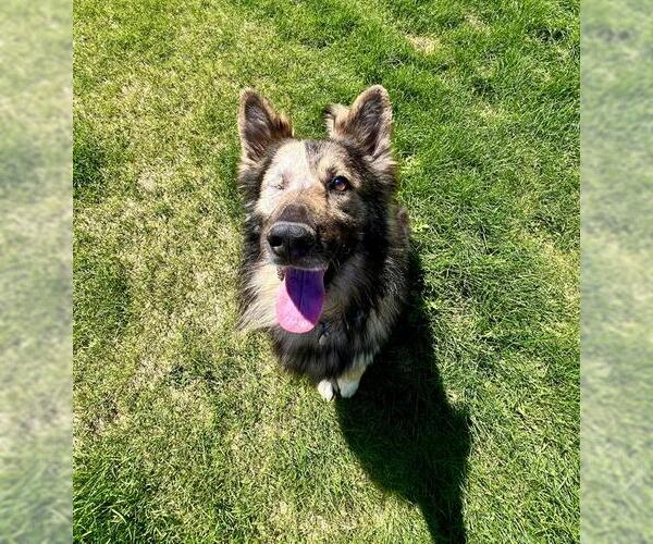 Medium Photo #1 German Shepherd Dog Puppy For Sale in Aurora, CO, USA