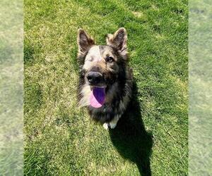 German Shepherd Dog Dogs for adoption in Aurora, CO, USA