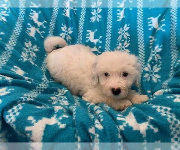 Medium Photo #3 Miniature Bernedoodle Puppy For Sale in LEETONIA, OH, USA