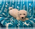 Small Photo #3 Miniature Bernedoodle Puppy For Sale in LEETONIA, OH, USA
