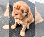 Small Photo #7 Cavalier King Charles Spaniel Puppy For Sale in CARLISLE, KY, USA