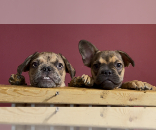 Medium Photo #2 French Bulldog Puppy For Sale in RADCLIFF, KY, USA