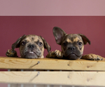 Small #1 French Bulldog