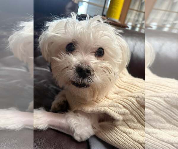 Medium Photo #22 Maltese Puppy For Sale in Boonton, NJ, USA