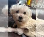 Small #21 Maltese