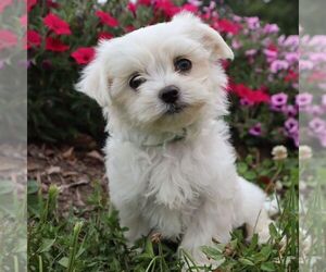 Maltese Puppy for sale in GREENVILLE, PA, USA