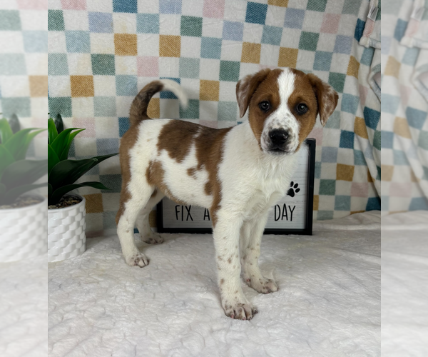 Medium Photo #1 Australian Cattle Dog Puppy For Sale in FRANKLIN, IN, USA