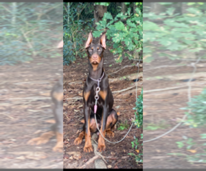 Father of the Doberman Pinscher puppies born on 11/06/2021