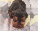Small Photo #224 Yorkshire Terrier Puppy For Sale in AKRON, OH, USA