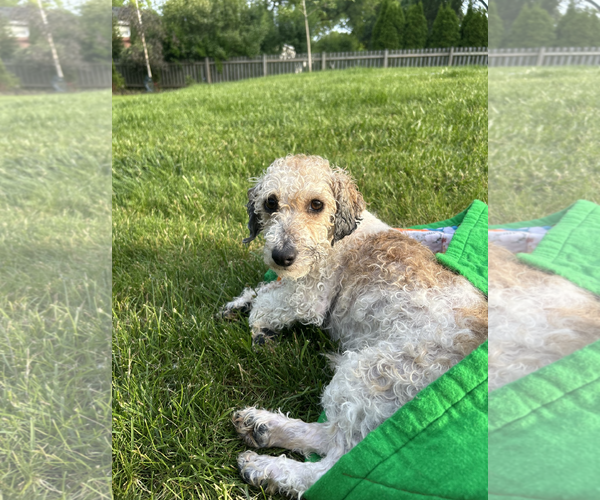Medium Photo #3 Poodle (Miniature) Puppy For Sale in Wheaton, IL, USA