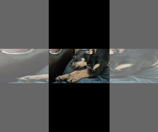 Medium Photo #4 Rottweiler-Unknown Mix Puppy For Sale in Dublin, OH, USA