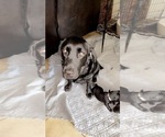 Small Photo #11 Labrador Retriever Puppy For Sale in CORAL SPRINGS, FL, USA