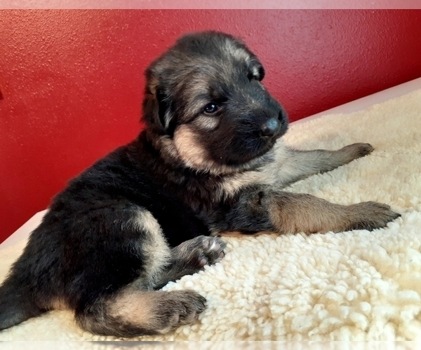 Medium Photo #2 German Shepherd Dog Puppy For Sale in WALLA WALLA, WA, USA