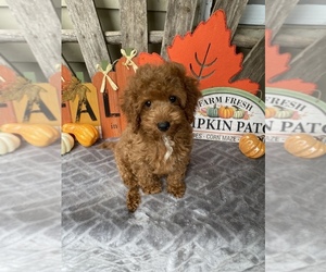 Cavapoo Dog for Adoption in BELDING, Michigan USA