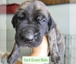 Puppy Dark Green Daniff-Neapolitan Mastiff Mix