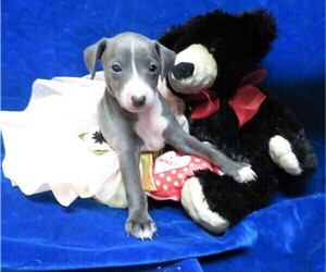 Italian Greyhound Puppy for sale in NORWOOD, MO, USA