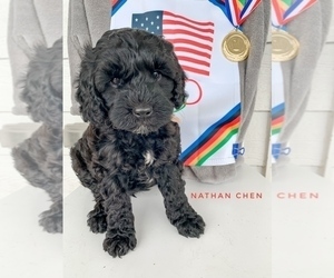 Miniature Bernedoodle Puppy for sale in INOLA, OK, USA