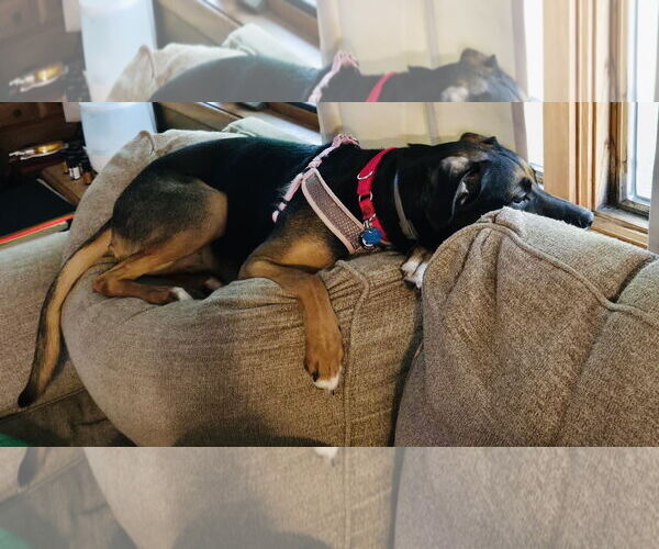 Medium Photo #16 Shepweiller Puppy For Sale in Princeton, MN, USA