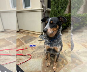 BEAN - Male Mutt Dog for Adoption - Photo #4