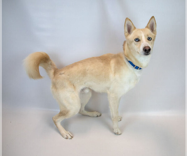 Medium Photo #6 Siberian Husky-Unknown Mix Puppy For Sale in Kennesaw, GA, USA