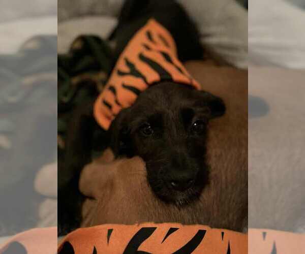 Medium Photo #3 Mutt Puppy For Sale in Aurora, IN, USA