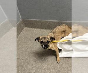 Chug Dogs for adoption in Las Vegas, NV, USA