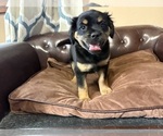 Puppy Sprout Carlin Pinscher