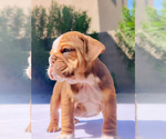 Small Photo #26 English Bulldog Puppy For Sale in LAS VEGAS, NV, USA