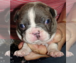 Puppy 1 Boston Terrier