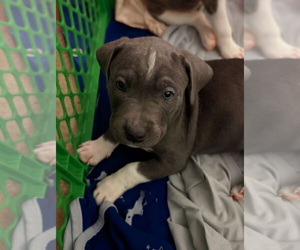Medium Photo #5 American Staffordshire Terrier-Unknown Mix Puppy For Sale in Holly Springs, NC, USA