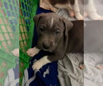 Small #4 American Staffordshire Terrier Mix