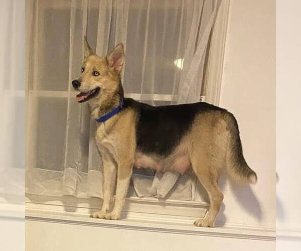 Medium Photo #5 German Shepherd Dog-Siberian Husky Mix Puppy For Sale in Spring Lake, NC, USA