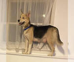 Small #4 German Shepherd Dog-Siberian Husky Mix