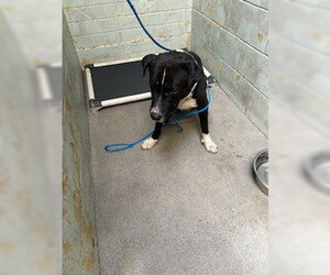 Mutt Dogs for adoption in Stockton, CA, USA