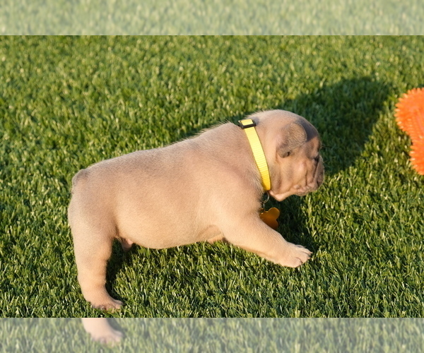 Medium Photo #8 French Bulldog Puppy For Sale in CAPE CORAL, FL, USA