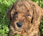 Puppy Grievous Goldendoodle (Miniature)