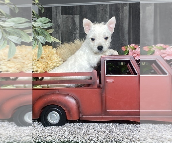 Medium Photo #3 West Highland White Terrier Puppy For Sale in CANOGA, NY, USA