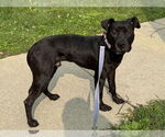 Small #1 American Pit Bull Terrier Mix